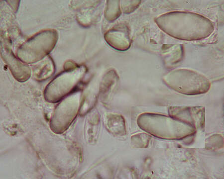 Resinomycena saccharifera (Berk. & Broome) Redhead 1984 resmi