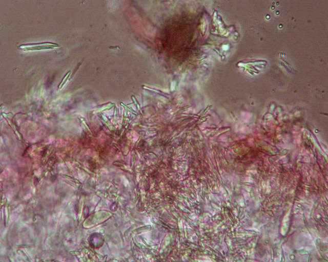 Resinomycena saccharifera (Berk. & Broome) Redhead 1984 resmi