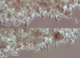 Image of Deconica phillipsii (Berk. & Broome) Noordel. 2009