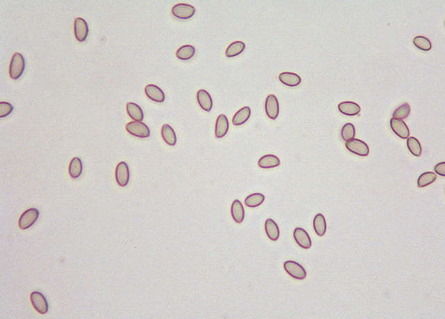 Image of Deconica phillipsii (Berk. & Broome) Noordel. 2009