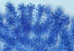 Image of Chromelosporium ochraceum Corda 1833