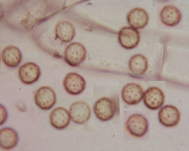 Image of Chromelosporium ochraceum Corda 1833