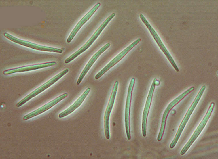 Image of Belonidium sulphureum (Fuckel) Raitv. 1970