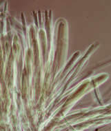 Image of Belonidium sulphureum (Fuckel) Raitv. 1970