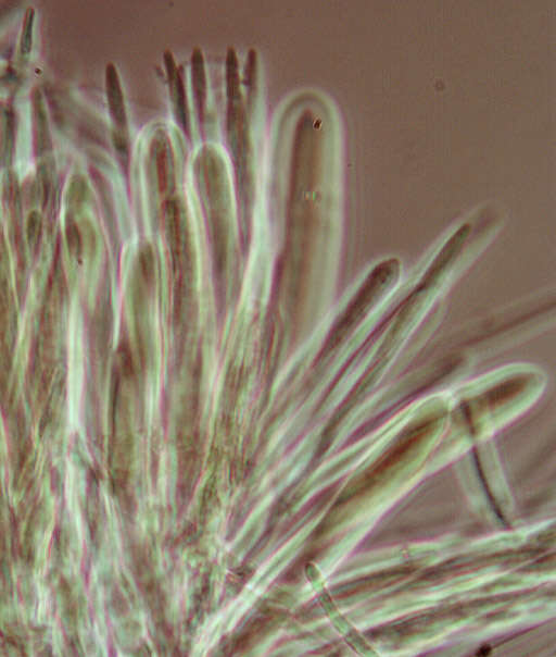 Image of Belonidium sulphureum (Fuckel) Raitv. 1970