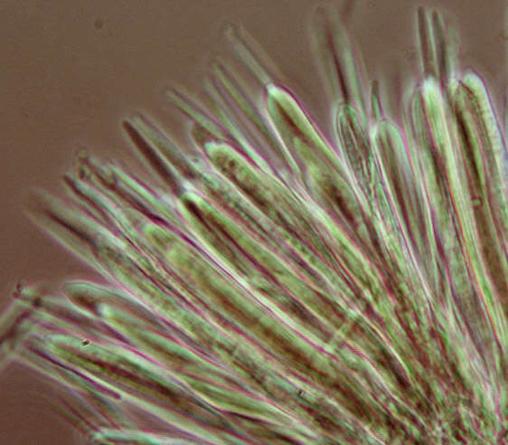 Image of Belonidium sulphureum (Fuckel) Raitv. 1970