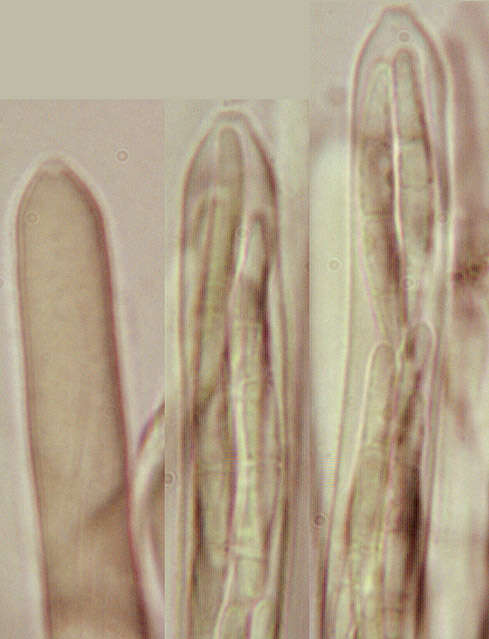 Слика од Belonidium sulphureum (Fuckel) Raitv. 1970