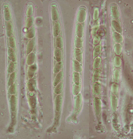 Image of Phyllachora graminis (Pers.) Fuckel 1870