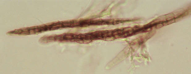 Image of Leptosphaeria acuta (Fuckel) P. Karst. 1873