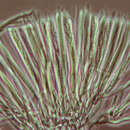 Image of Hymenoscyphus herbarum (Pers.) Dennis 1964