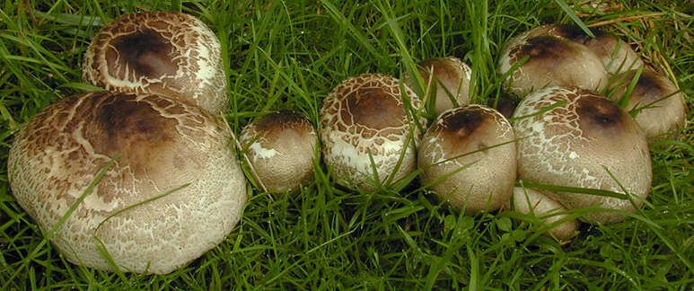 Image of Agaricus moelleri Wasser 1976