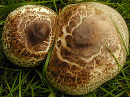 Image of Dark scaled mushroom