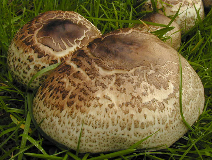 Image of Dark scaled mushroom