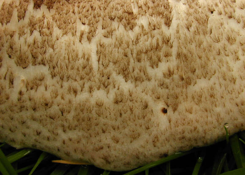 Image of Dark scaled mushroom