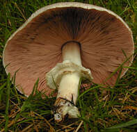 Image of Dark scaled mushroom