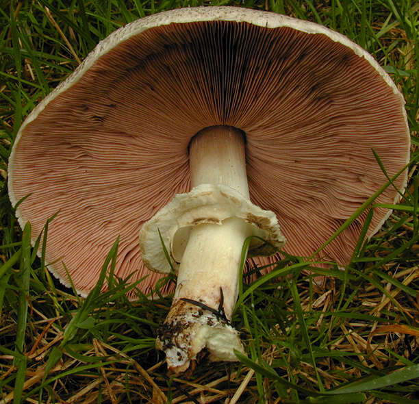 Image of Agaricus moelleri Wasser 1976