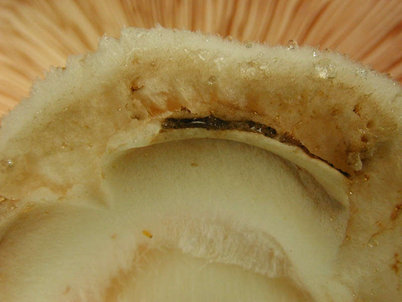 Image of Agaricus moelleri Wasser 1976