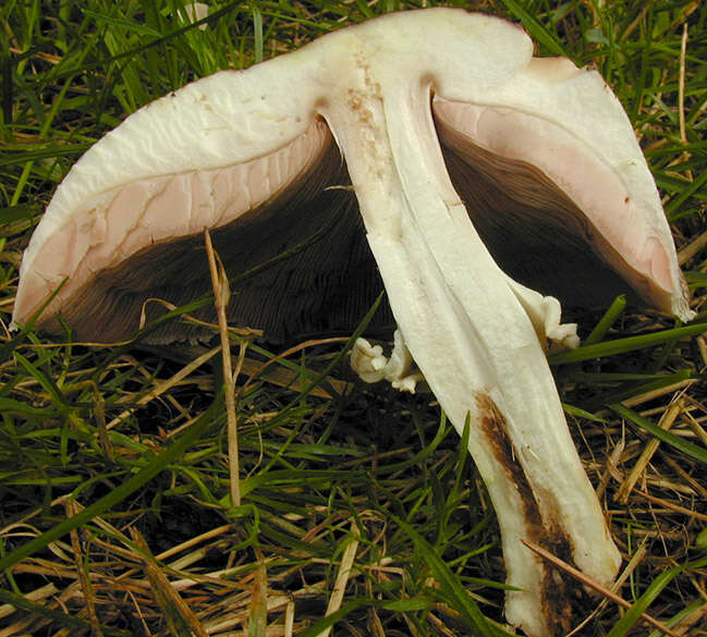 Image of Agaricus moelleri Wasser 1976