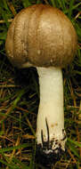 Image of Dark scaled mushroom