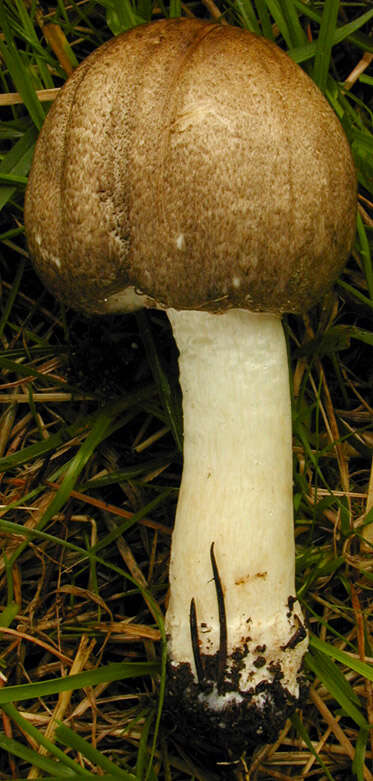 Image of Agaricus moelleri Wasser 1976