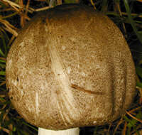 Image of Agaricus moelleri Wasser 1976