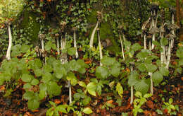 Imagem de Coprinopsis picacea (Bull.) Redhead, Vilgalys & Moncalvo 2001