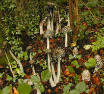 Imagem de Coprinopsis picacea (Bull.) Redhead, Vilgalys & Moncalvo 2001