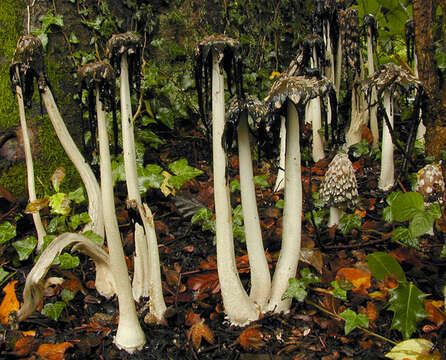 Imagem de Coprinopsis picacea (Bull.) Redhead, Vilgalys & Moncalvo 2001