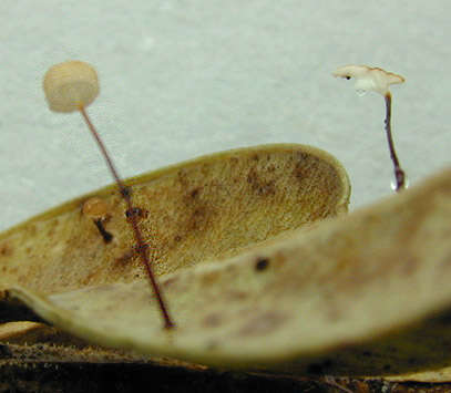 Image of Marasmius buxi Fr. 1872