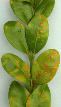 Imagem de Puccinia buxi Sowerby 1809