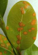 Imagem de Puccinia buxi Sowerby 1809