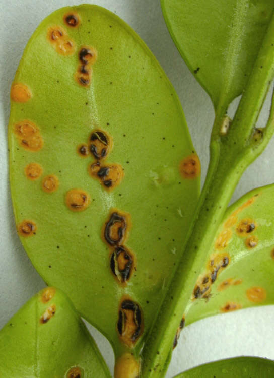 Imagem de Puccinia buxi Sowerby 1809