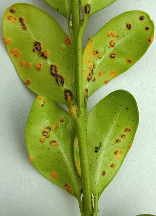 Imagem de Puccinia buxi Sowerby 1809