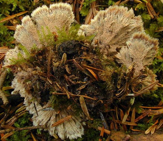 Image of Thelephora penicillata (Pers.) Fr. 1821