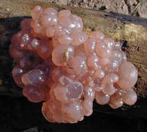 Image of Ascotremella