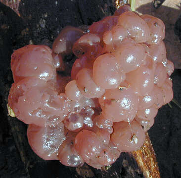 صورة Ascotremella