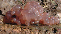 Image of Ascotremella