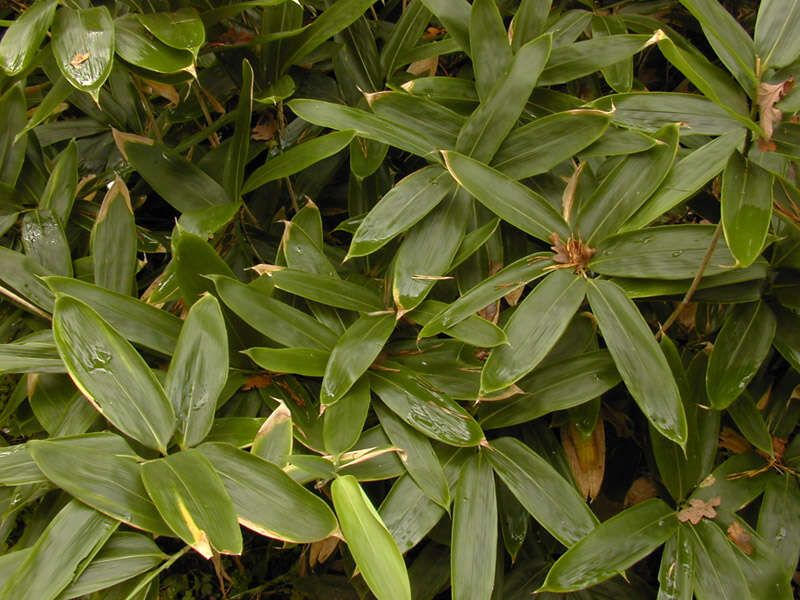 Image of kuma bamboo grass