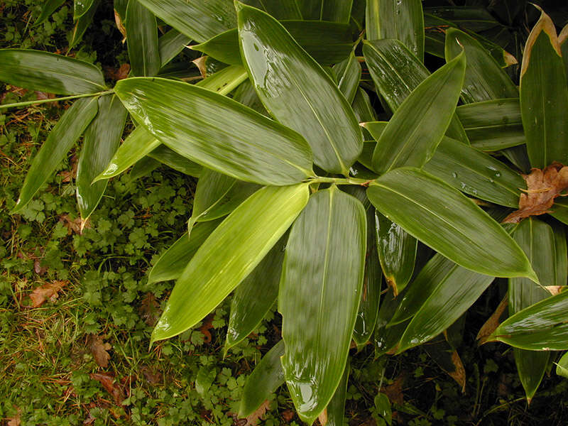 Image of kuma bamboo grass