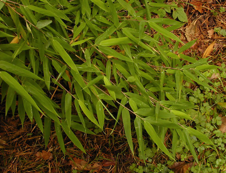 Image of Fargesia spathacea Franch.