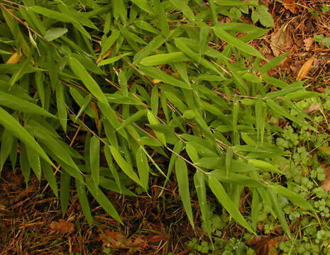 Image of Fargesia spathacea Franch.