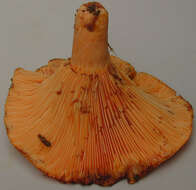 Image of Lactarius salmonicolor R. Heim & Leclair 1953