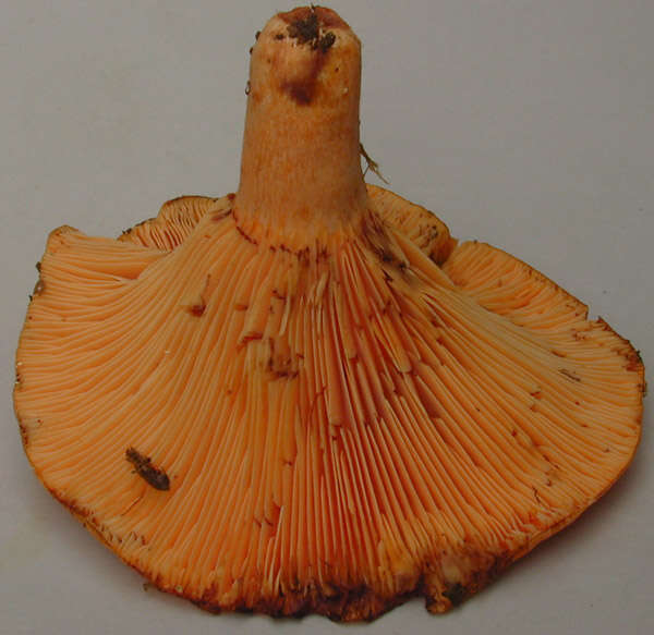 Image of Lactarius salmonicolor R. Heim & Leclair 1953