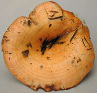 Image of Lactarius salmonicolor R. Heim & Leclair 1953