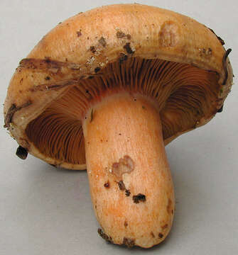 Image of Lactarius salmonicolor R. Heim & Leclair 1953