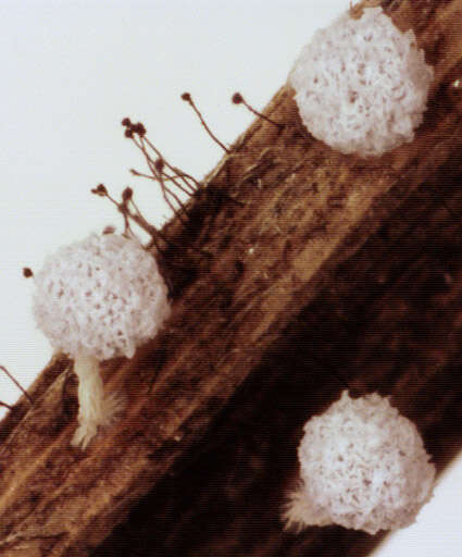 Image of Didymium squamulosum