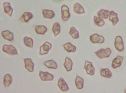 Слика од Entoloma exile (Fr.) Hesler 1967