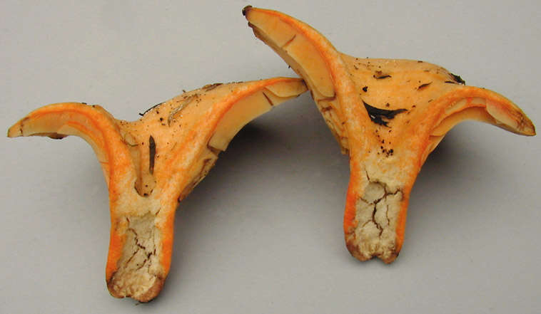 Image of Lactarius salmonicolor R. Heim & Leclair 1953