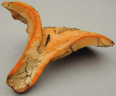 Image of Lactarius salmonicolor R. Heim & Leclair 1953