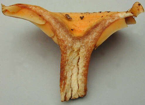 Image of Lactarius salmonicolor R. Heim & Leclair 1953